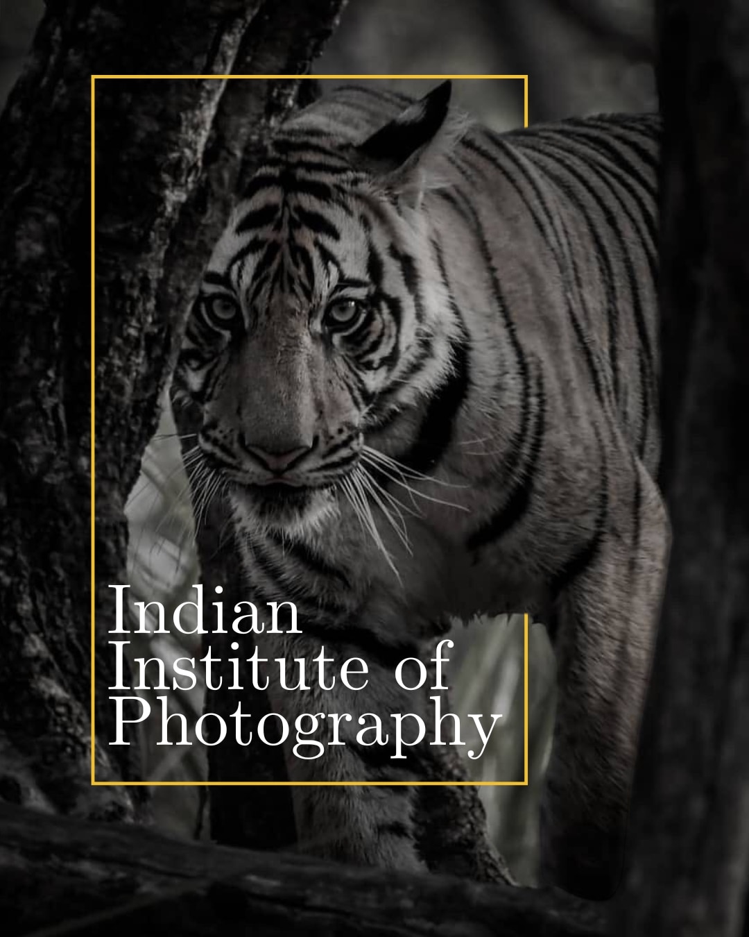 IIP Academy